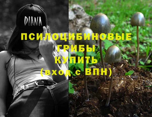 шишки Абаза